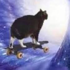 Lasang | Skate #cats #kitty #catmemes #catto | Instagram