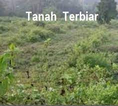 Tin atau nama saintifiknya ficus carica merupakan salah satu tumbuhan yang berasal di asia barat dan amat sesuai juga ditanam di malaysia kerana cuaca negara kita yang mempunyai musim panas yang berpanjangan. Anim Agro Technology Tanah Terbiar Satu Cabaran