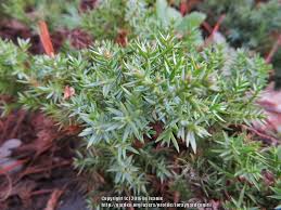 Individual needles are about 1/3 inch long, grouped in threes. Photo Of The Leaves Of Japanese Garden Juniper Juniperus Procumbens Nana Posted By Foraygardengirl Garden Org