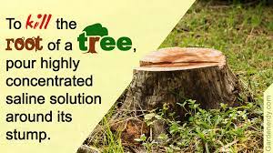 Similarly, it is asked, can roundup kill a tree? Tree Root Killer Gardenerdy