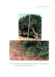 Image result for Pegolettia retrofracta