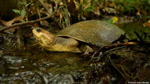 Tortuga del Rio Magdalena |Podocnemis Lewyana| Piscilago