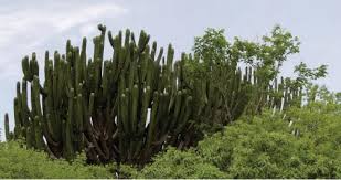 They look bold and trendy, and apart from receiving bright indirect light and part sunlight, they don't have other requirements. On The Trail Of Oaxaca S Great Cacti