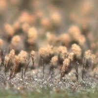 Image result for Lindackeria bukobensis