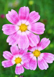 Cosmos Bipinnatus Happy Ring Cosmos Flowers Beautiful Flowers Plants