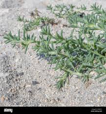 Image result for Salsola
