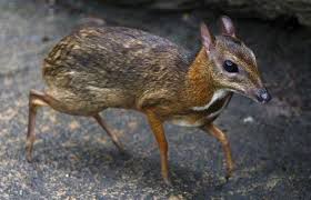 Deer mice tend to live outside, whereas house mice almost always live in or near human buildings. The Mouse Deer Tiny Tiny Hooves Mouse Deer Mammals Small Deer