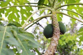 Image result for Eragrostis patentipilosa