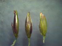 Image result for Digitaria swazilandensis