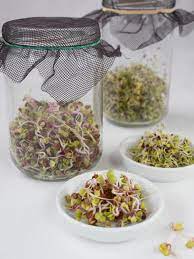 Zur anzucht eignen sich an erster stelle die mungobohnen, dann kommen auch andere gemüsesorten wie alfalfa, rucola, brokkoli, rote beete, sowie hülsenfrüchte wie leinsamen, quinoa oder linsen. Sprossen Selber Ziehen Kraut Koriander