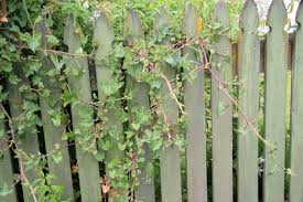Image result for Rumex sagittatus