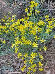 Image result for Hertia