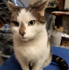 Vermiste bedrijfskat Ollie is na zes weken eindelijk terecht: “We zijn heel  blij, want we hadden al meer last van muizen”