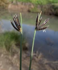 Image result for Cyperus laevigatus