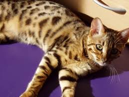 Specialising in browns, snows and charcoals. What You Should Consider When Adopting A Bengal Cat From A Shelter