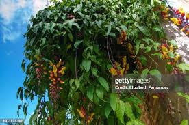 Image result for Thunbergia mysorensis