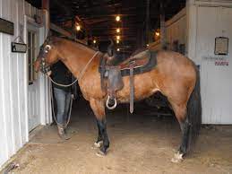 330 Craigs List Ideas Horses Animals Craig