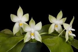 Image result for Landolphia violacea