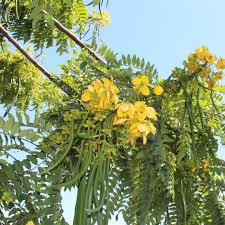 Image result for Cassia thyrsoidea