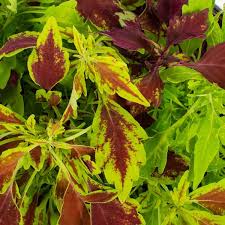 Image result for Coleus alpinus