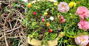 Jom cikrose share serba sikit tentang penjagaan dan tanam bunga ros ni walau tak complete boleh la amik yang mana berkenaan dan. Nampak Kering Jangan Biar Terus Mati Buat Begini Untuk Pastikan Ros Jepun Kembali Subur Berbunga Lebat Vanilla Kismis