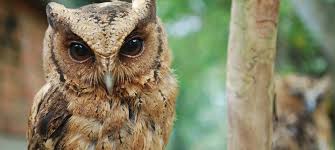 Panjat pinang kelihatan burung nya | lomba panjat pinang lucu. Penang Bird Park The First The Largest Bird Park Of Its Kind In Malaysia