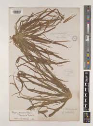 Image result for Blyxa hexandra