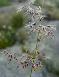 Image result for Tricholaena