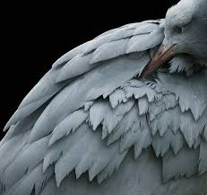 Brown Bird With Red Cheeks Brown Dress With White Dots Animals Beautiful Beautiful Birds Birds