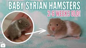 See full list on wikihow.com Baby Hamsters 2 Weeks To 6 Weeks Youtube
