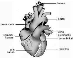 We did not find results for: Organ Peredaran Darah Manusia Materi Pelajaran Ipa Sd Mi Kelas 5