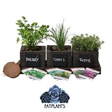 Birth Month Flower Grow Kit Pin On Indoor Garden