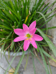 Image result for Zephyranthes minuta