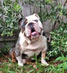 I don't see the french bulldog club saying that merle is an acceptable color, so their dogs are a disqualifying color. 150 Merle Bulldogs Bulldogges Ideas Bulldog Animals Dogs