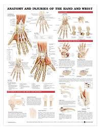 Anatomy And Injuries Of The Hand And Wrist Anatomical Chart