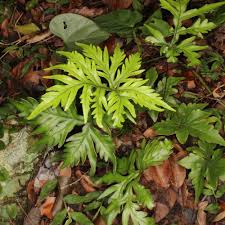 Image result for Doryopteris