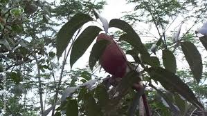 Diproses tanpa campuran bahan kimia dan 100% asli. Taugqxqzrgl6km