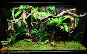 Pin On Vivarium Inspiration