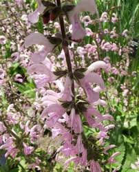 Image result for Salvia pratensis `Rose Rhapsody