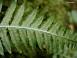 Image of What phylum are dicots?