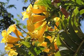 Here are 12 trees that are beautiful in autumn but also have other advantages. Flowers Nature Antioquia Colombia Wild Landscape Yellow Plants Plant Flower Pxfuel