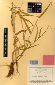 Image result for Acroceras amplectens