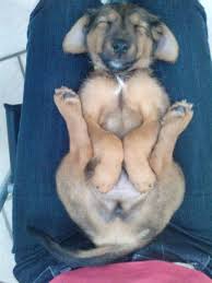 Awwww Look At Ur Cute Face Cute Animals Funny Animal Photos Funny Animals