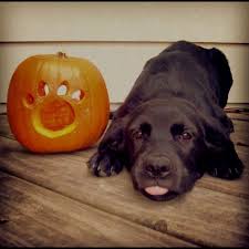 Pin By Kristen On Lakota With Images Labrador Labrador Retriever Lab Puppies