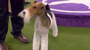 The 144th annual westminster dog show concluded on tuesday, and while the judges had a very specific set of standards for evaluating the dogs with all due respect to newly crowned westminster dog show winner, siba , a standard poodle, some of her canine peers were unfairly overlooked. Daniel The Golden Retriever Wins Sporting Group At 2020 Westminster Dog Show Fox Sports