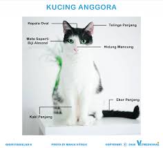 Sementara untuk kucing persia ini berasal dari daerah persia yang sekarang menjadi iran. 7 Perbedaan Kucing Anggora Dan Persia Vetmedicinae