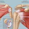 Knee diagram tendons, download this wallpaper for free in hd resolution. 1