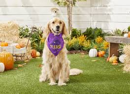 About our halloween dog bandanas dog fashion accessories give your dog easy style points along with some added protection from the elements with a fashionable dog bandana. Halloween Bandana Dog