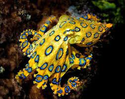 Blue Ring Octopus Octopus Facts Venomous Animals Deadly Creatures