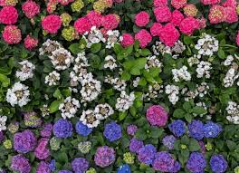 Image result for Oxyanthus goetzei